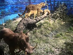 -国家自然博物馆