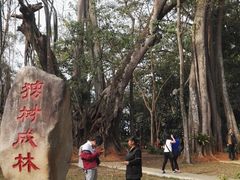 -瑞丽独树成林风景区