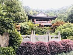 -十八棵（老龙井）御茶园(老龙井店)