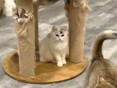 -楼上猫咖(罗湖店)