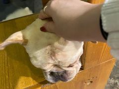 -more than meow吴止猫主题餐厅(承德 中船汇店)