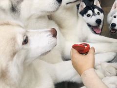 -TrueLove @ Neverland (Husky Cafe)
