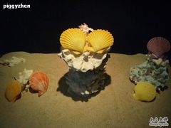 -亚龙湾中心广场·贝壳馆