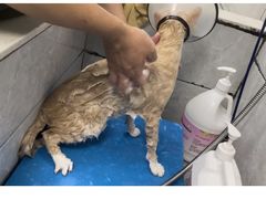 -芭比堂动物医院·24小时·眼科中心(深圳中心)