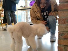 -我爱吾宠宠物美容院(朝阳路店)