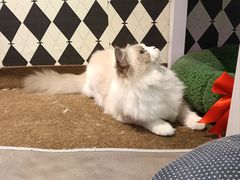 -大型宠物商超·宠海王国·宠物猫狗活体·用品·美容(新世界百货重庆店)