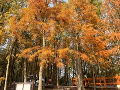 -上海海湾国家森林公园