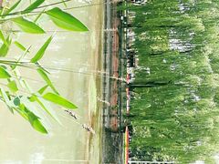 -温江公园