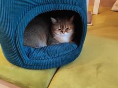 -滚猫咖啡·猫咖·猫友好撸猫(未来城店)