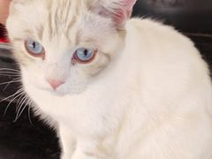 -猫小院猫主题餐厅(南锣旗舰店)