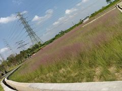 -王借岗森林公园