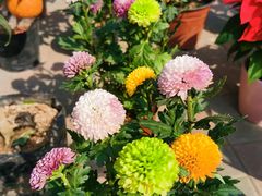-中环花鸟鱼虫市场