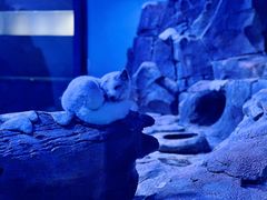 -正佳极地海洋世界