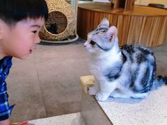 -飞行喵MR PILOT|猫舍·猫咖(静安大融城店)