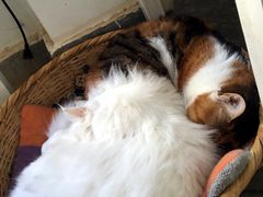 -Anne猫窝咖啡屋