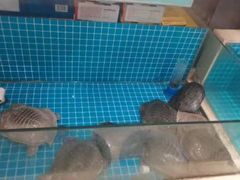 -元银甲·湖北地标美食(汉阳店)