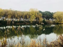 -苏州太湖湖滨国家湿地公园