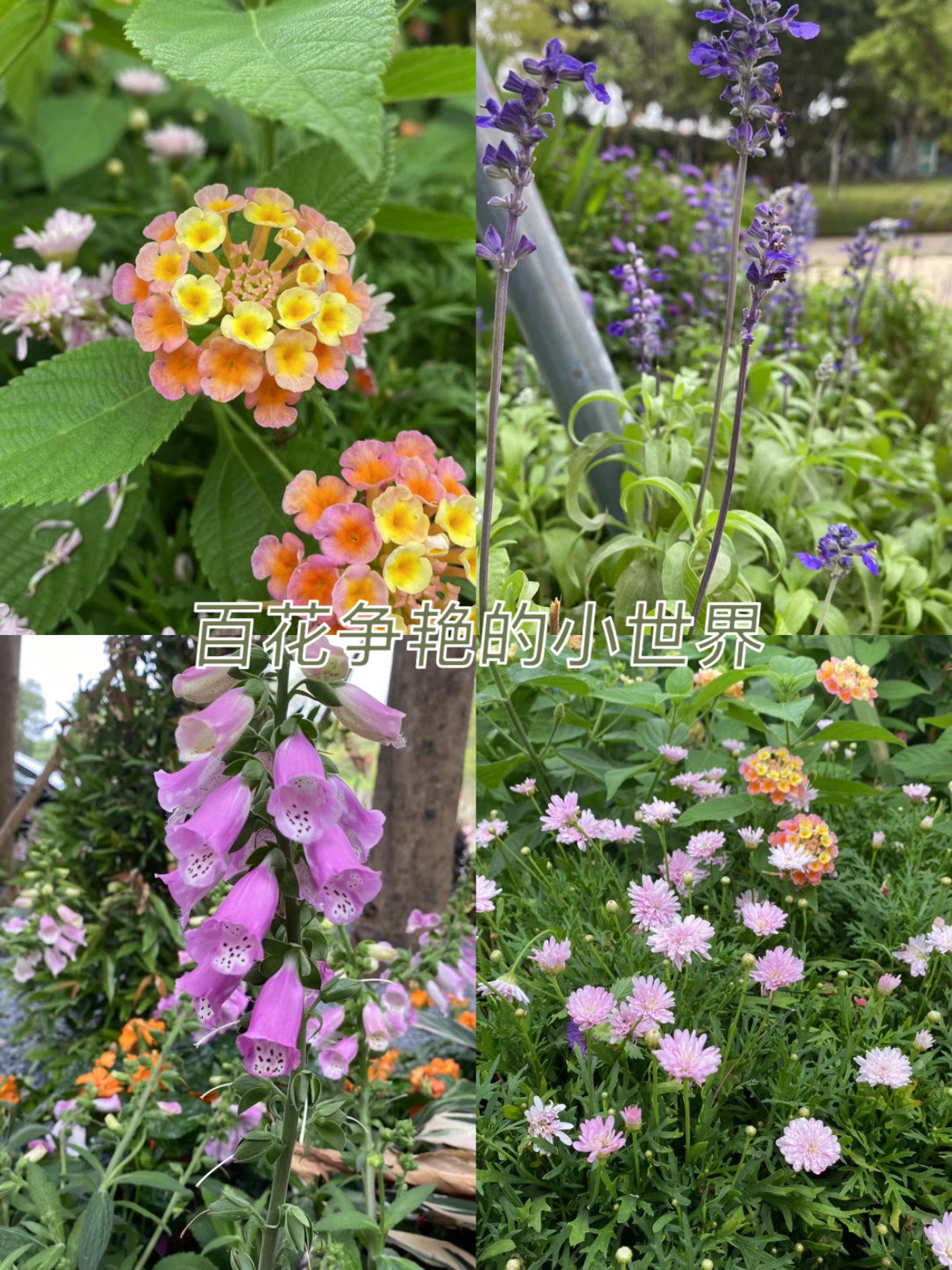 花花世界迷人眼