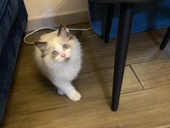 -十年猫舍·猫咪专门店(普陀店)