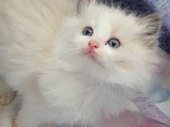 -LELECHA乐乐茶(新街口大洋店)