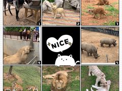 -西霞口神雕山野生动物世界