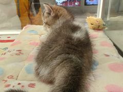 -babydoll猫舍·米努特·德文·缅因(久光中心店)