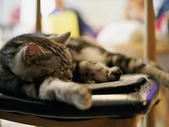 -平行世界·猫咖(首经贸店)