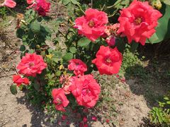 -同銮特种养殖场·龙虾垂钓