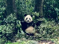 -卧龙中华大熊猫苑神树坪基地