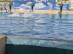 -秦皇岛乐岛海洋王国