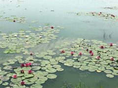 -呼兰河口湿地公园