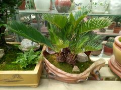 -龙大花卉苗木市场