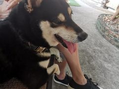 -柴犬高等学院·狗咖·柴犬售卖·宠物训练