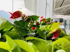 -张家界荷花国际机场航站楼-国内出发