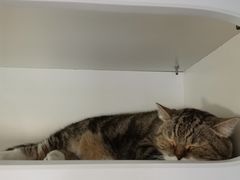 -喵园·猫主题咖啡厅·撸猫·猫咖(国贸店)