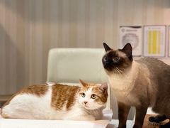 -宠爱国际动物医院·消化内科·心肾内科·ISFM猫友好(望京店)