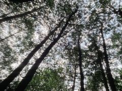 -重庆睡佛山森林公园