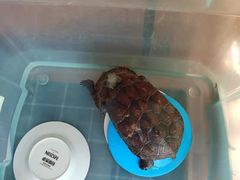 -灵龟之家百象馆(百象馆联合旗舰店)