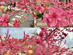 -桃源山庄·水蜜桃采摘·柴火鸡·烧烤团建(龙泉山店)
