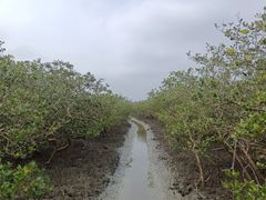 -北海金海湾红树林生态旅游区