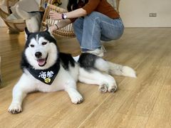 -Husky Go! 哈士奇体验馆·宠物咖啡厅狗咖