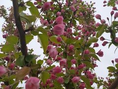 -大兴滨河森林公园