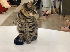 -浣熊柯尔鸭土拨鼠·电玩咖