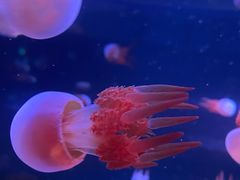 -欢乐海岸海洋奇梦馆