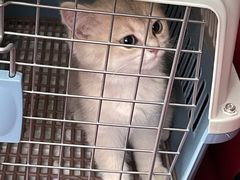 -伟伟宠物医院·CT影像中心·瑞派犬猫综合性门诊(汉口总院)