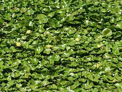-大连植物园