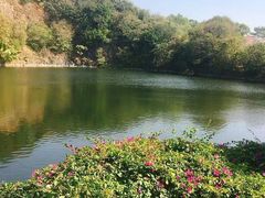 -王借岗森林公园