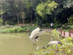 -深圳仙湖植物园