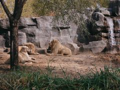 -北京野生动物园