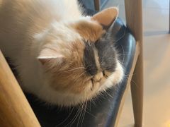 -平行世界·猫咖(首经贸店)
